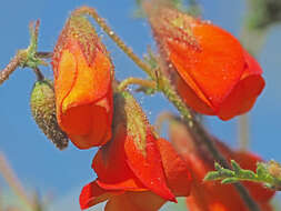 Image of Hermannia diffusa L. fil.