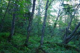 Image of Betula ermanii var. lanata Regel