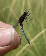 Image of Platycypha bamptoni (Pinhey 1975)
