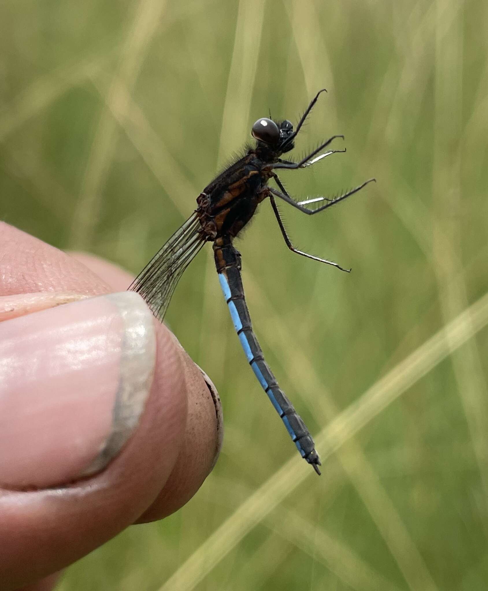 Image of Platycypha bamptoni (Pinhey 1975)