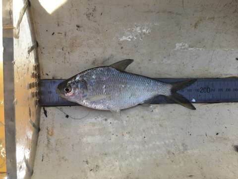 Image of Bony Bream