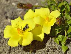 Plancia ëd Hibiscus aethiopicus var. aethiopicus