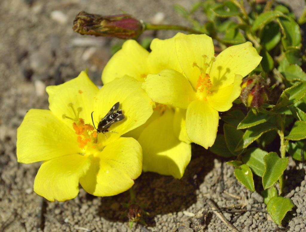 Plancia ëd Hibiscus aethiopicus var. aethiopicus