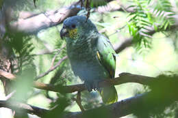 Image of Orange-winged Amazon