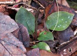 Image of Cyclopogon cranichoides (Griseb.) Schltr.