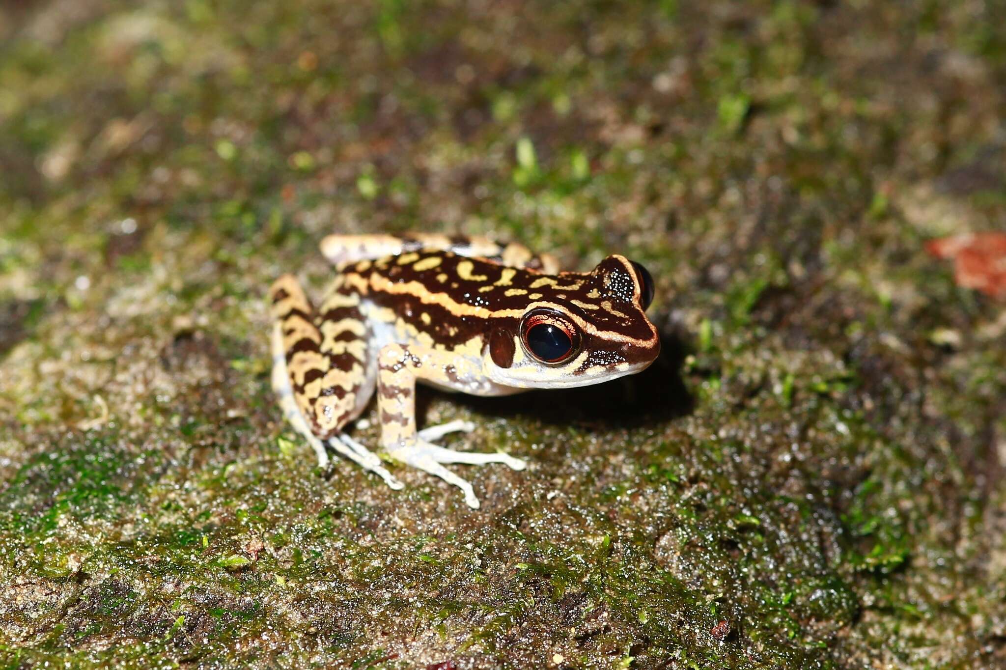 Image of Pulchrana signata (Günther 1872)