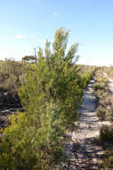 Image of Camphor Wood