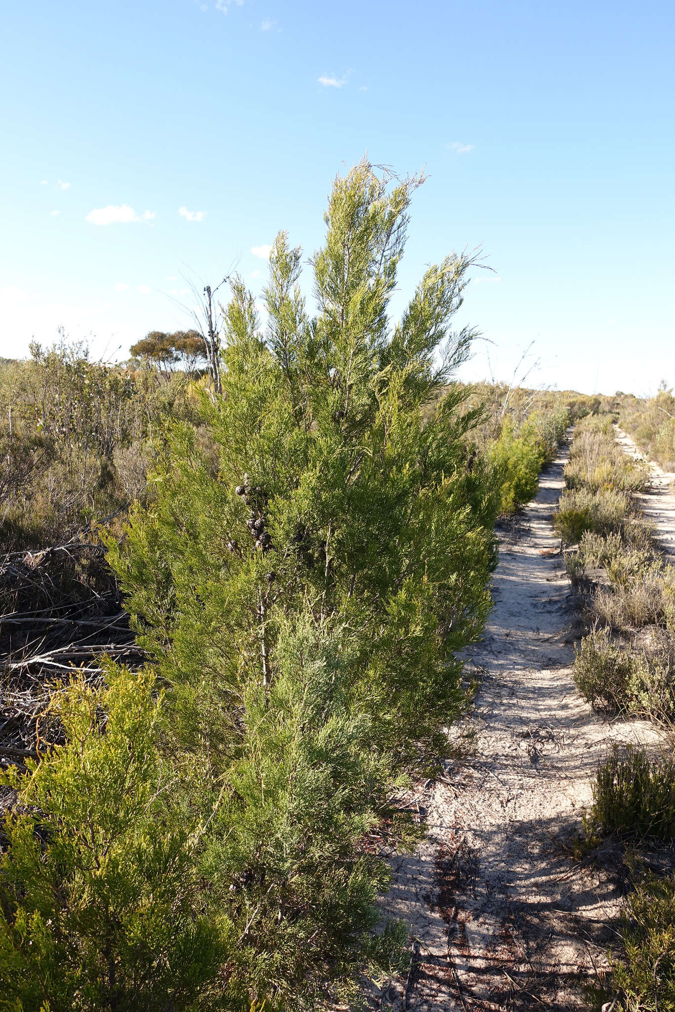 Plancia ëd Callitris verrucosa (A. Cunn. ex Endl.) F. Muell.