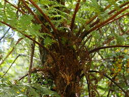 Image of Tree Fern Gully