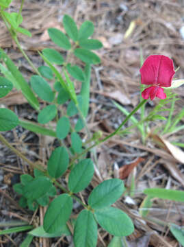 Image of spiked hoarypea