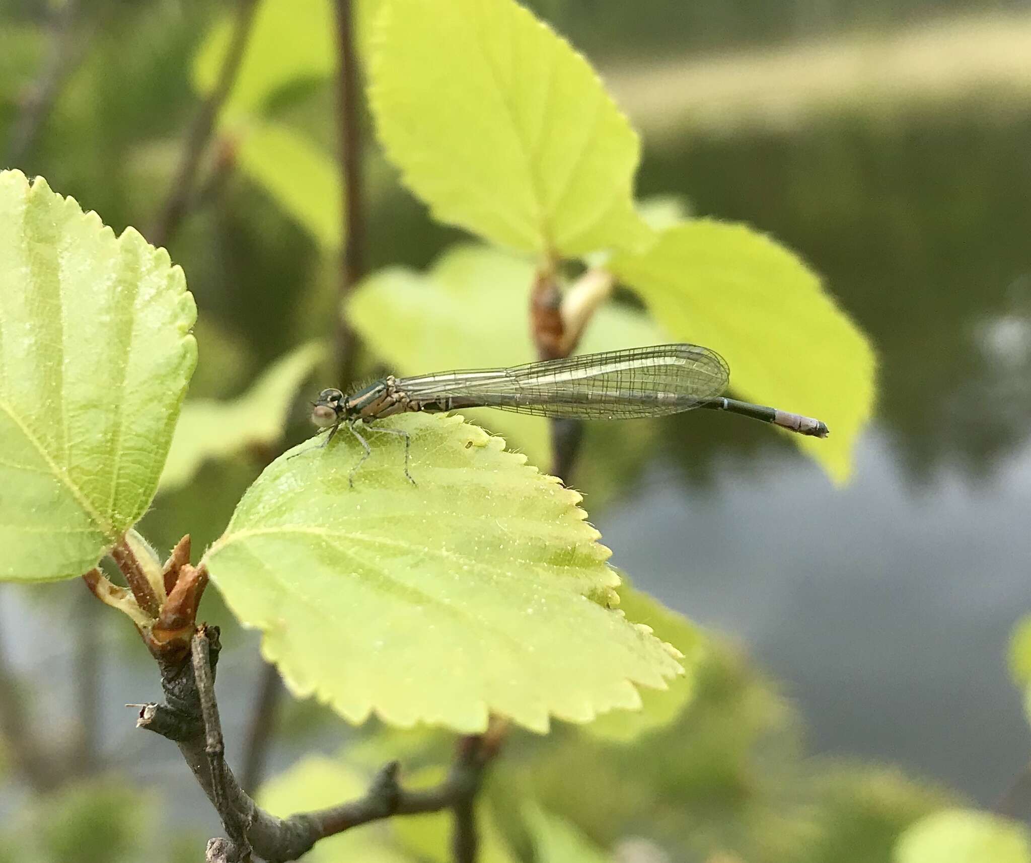 Plancia ëd Coenagrion johanssoni (Wallengren 1894)