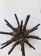 Image of slate pencil urchin