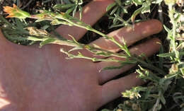 Image of Peck's Indian paintbrush