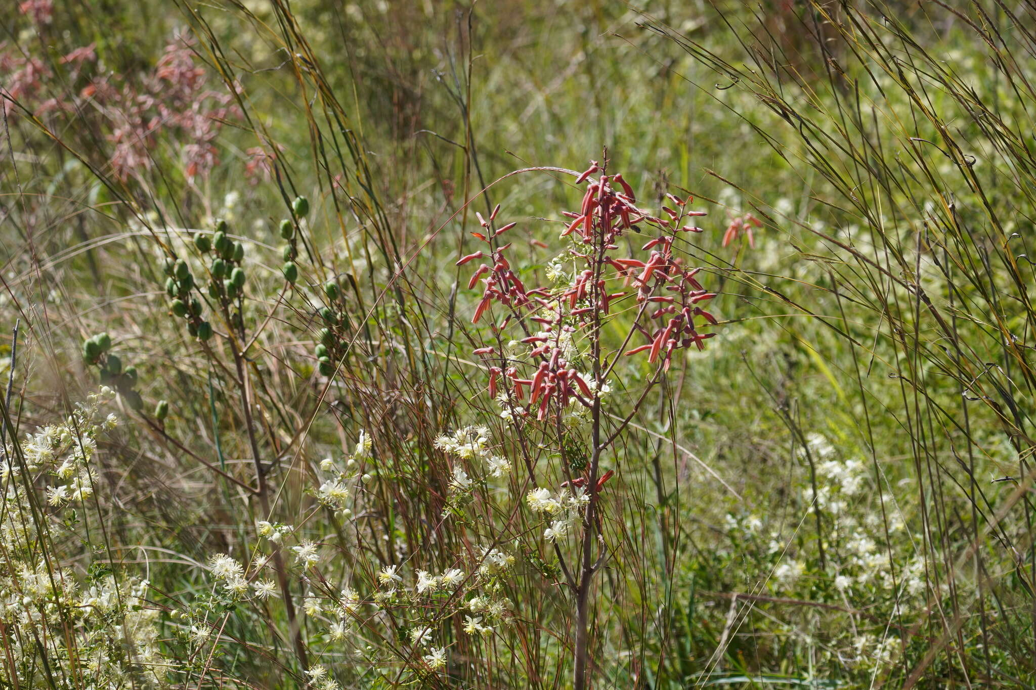 Image of Aloe transvaalensis Kuntze