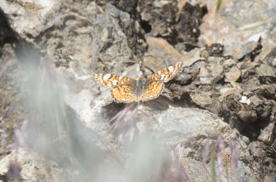 Image de Phyciodes pallida Edwards 1864