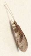 Image of Micromus tasmaniae (Walker 1860)