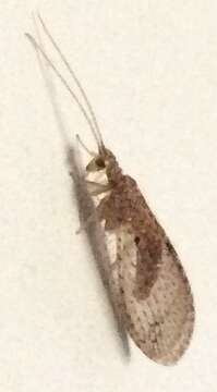 Слика од Micromus tasmaniae (Walker 1860)