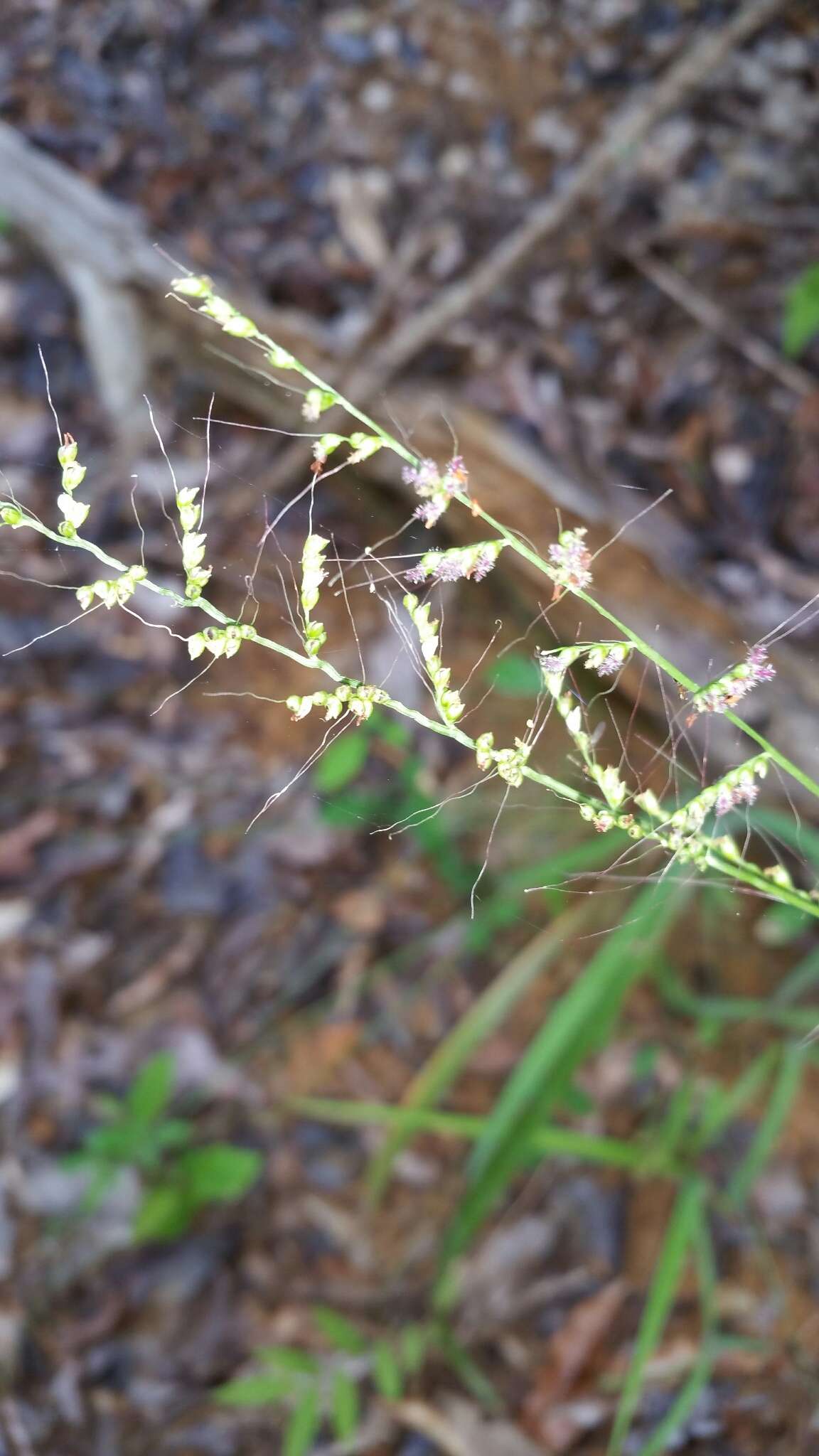 Image of Setaria madecassa A. Camus