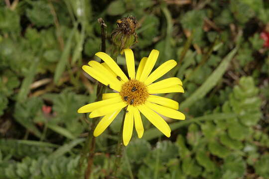 Image of Dorobaea pimpinellifolia (Kunth) B. Nord.