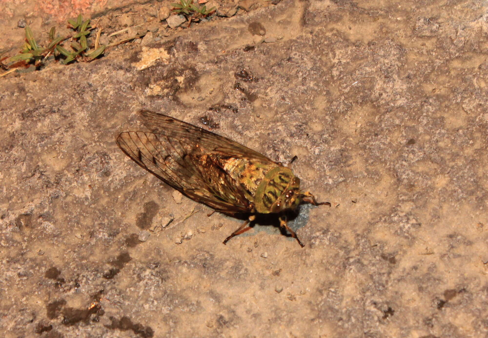 Image of Macrosemia kareisana (Matsumura 1907)