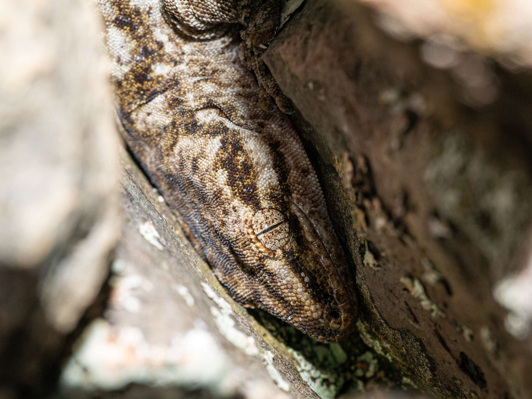 Image of Pacific Gecko