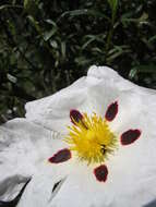 Image of common gum cistus