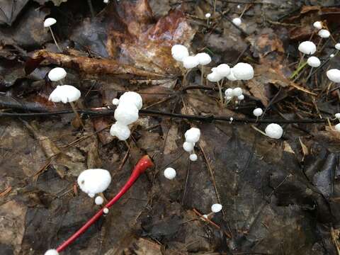 Image of Marasmius epiphyllus (Pers.) Fr. 1838