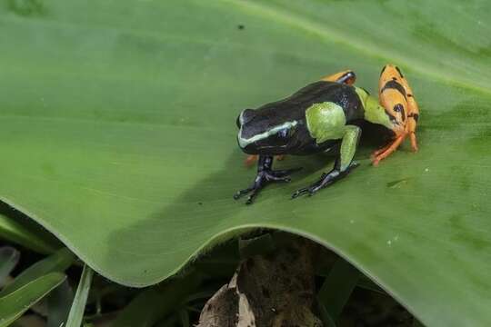 Image of Baron's Mantella