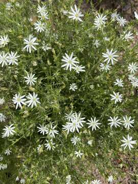 Image of Stellaria pungens Brongn.