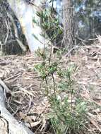 Image of Darwinia biflora (Cheel) B. G. Briggs