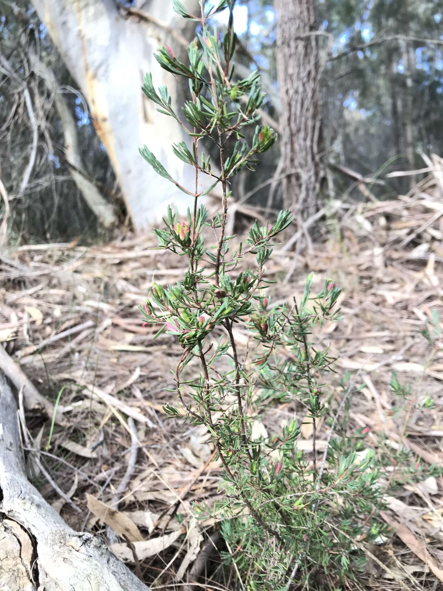 Image of Darwinia biflora (Cheel) B. G. Briggs