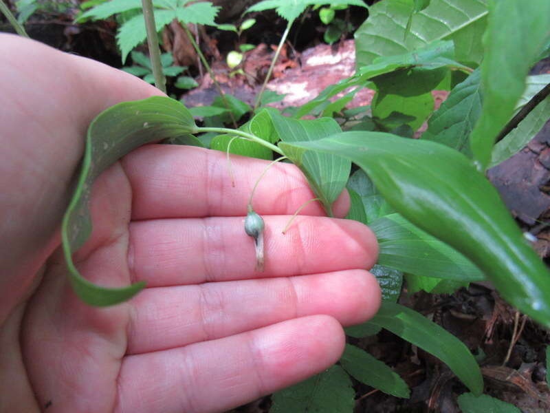 Image of Polygonatum biflorum var. biflorum