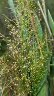 Image of Erect-Leaf Rosette Grass