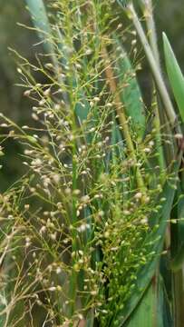 Image of Erect-Leaf Rosette Grass