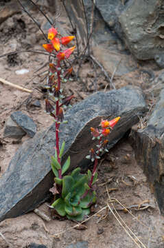 Sivun <i>Echeveria argentinensis</i> Hutchison kuva