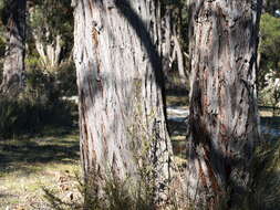 صورة Eucalyptus macrorhyncha F. Müll.