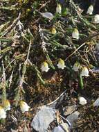 Image of clubmoss cassiope