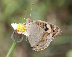 Image of Junonia orithya swinhoei Butler 1885