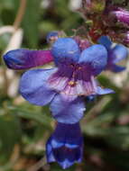 Image of low beardtongue