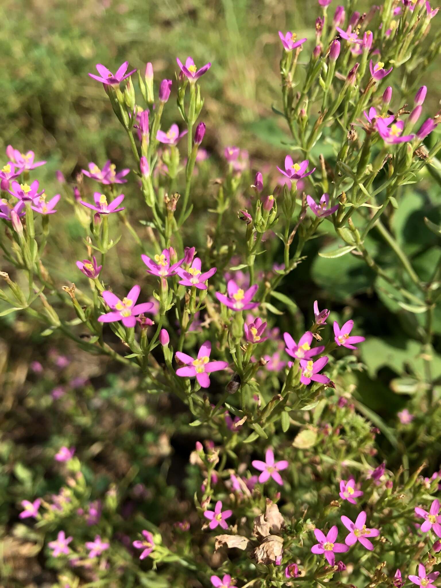 Image of Centaurium pulchellum var. altaicum (Griseb.) Kitagawa & H. Hara