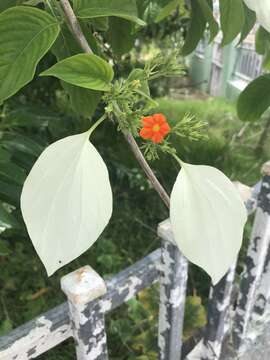 Image of White flag bush