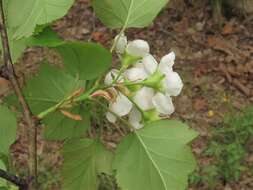 Imagem de Crataegus pruinosa var. gattingeri (Ashe) Lance