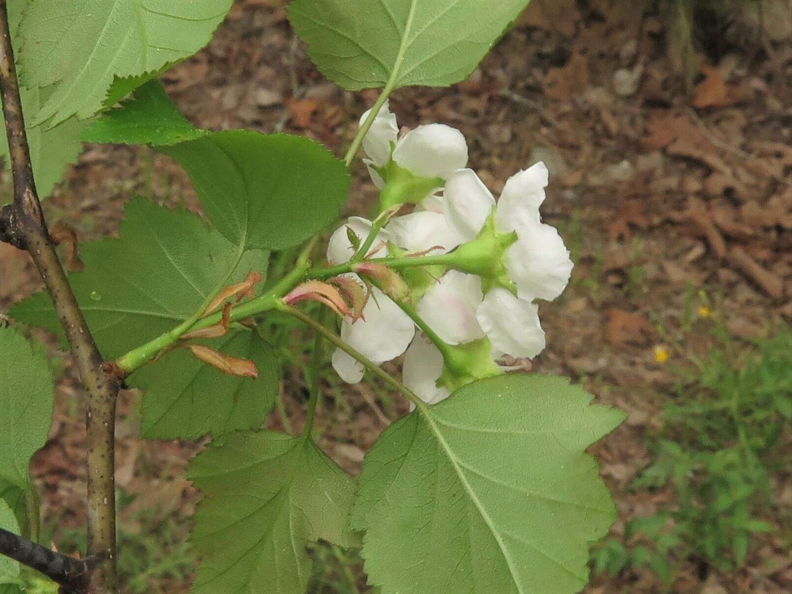 Слика од Crataegus pruinosa var. gattingeri (Ashe) Lance