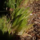 Haworthia decipiens var. xiphiophylla (Baker) M. B. Bayer resmi