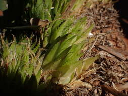 Image of Haworthia decipiens var. xiphiophylla (Baker) M. B. Bayer