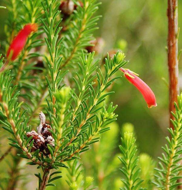 Imagem de Erica chloroloma Lindl.