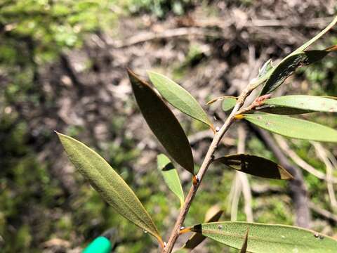 Sivun Callistemon pungens subsp. pungens kuva