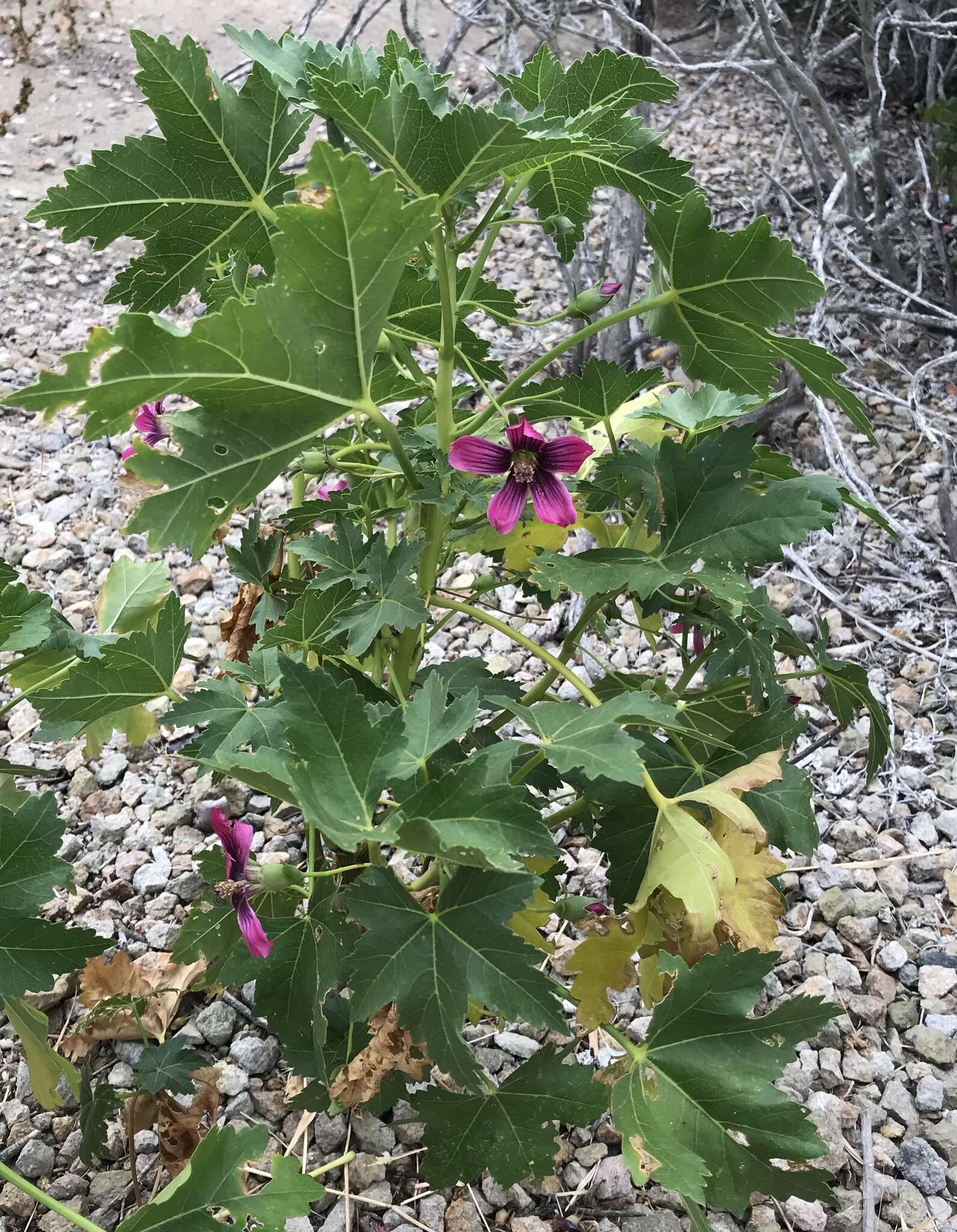 Imagem de <i>Malva assurgentiflora</i> subsp. <i>glabra</i> (Philbrick) M. F. Ray