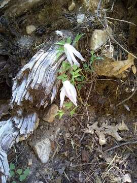 Image of rock clematis