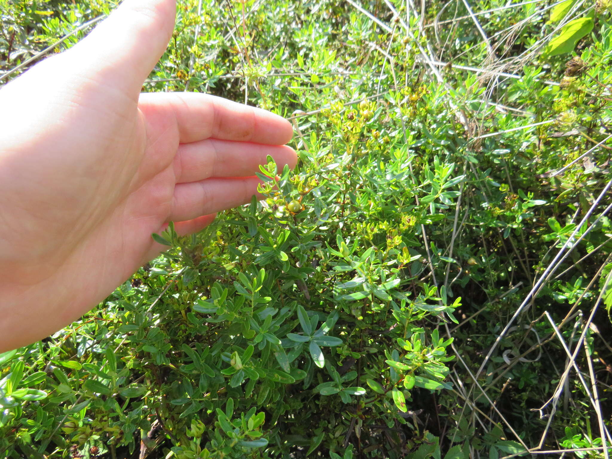 Image of straggling St. Johnswort